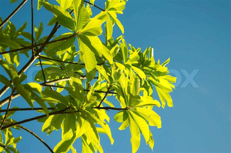 Green leaves and branches on blue, stock photo