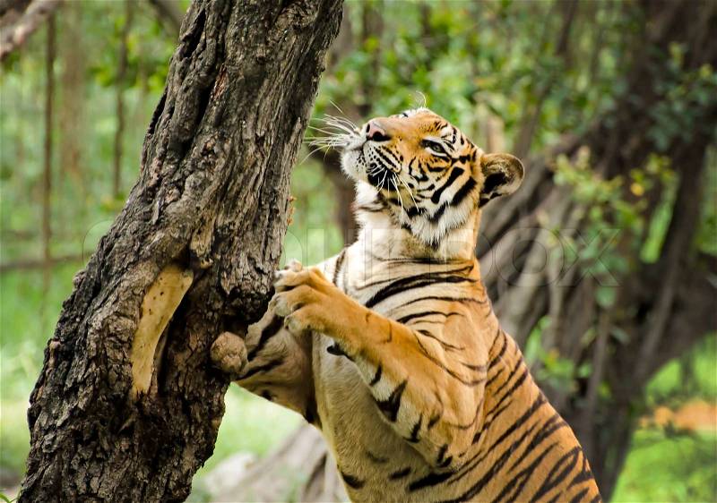 Bengals tiger climbing on the tree in the forest, stock photo