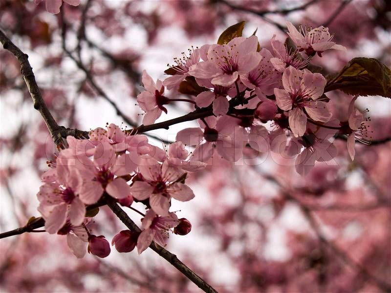 Bright Pink Clusters of Tree Blossoms in Springtime, stock photo