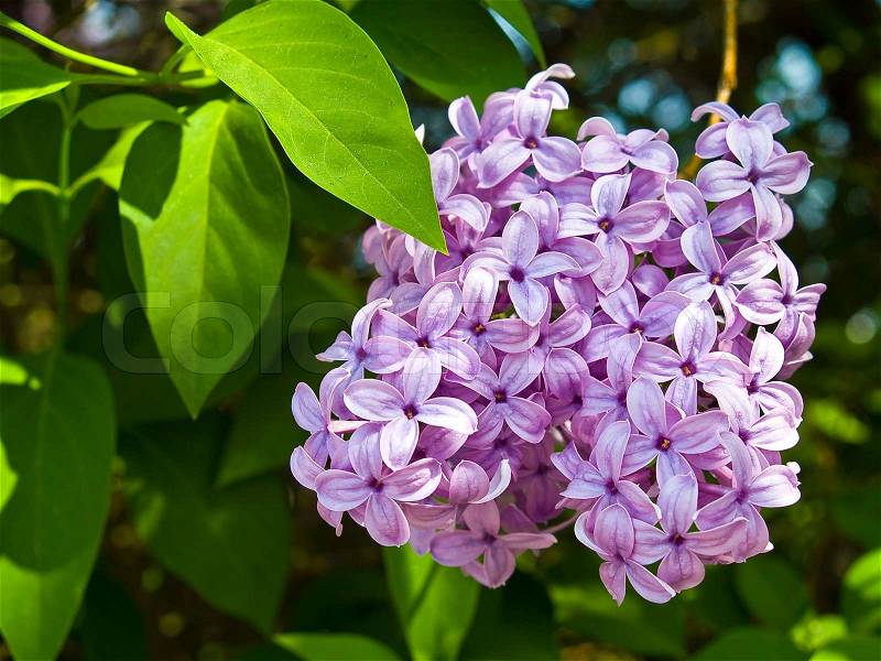 Purple and Pink Lilac Clusters Blooming in Springtime, stock photo