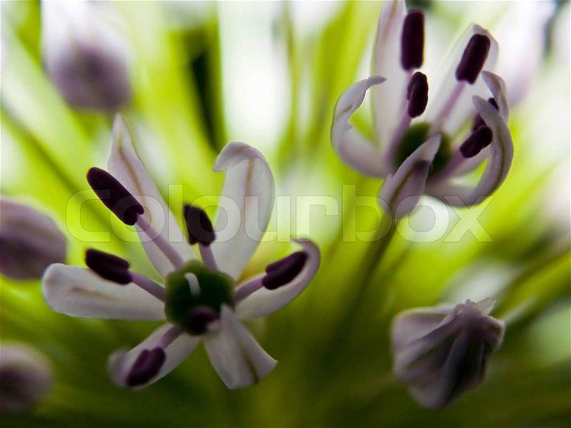 Macro closeups of an Allium Flower in Bloom, stock photo