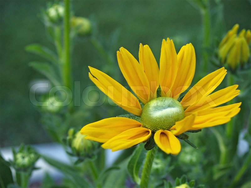 Springtime wild flowers growing in a yard, stock photo