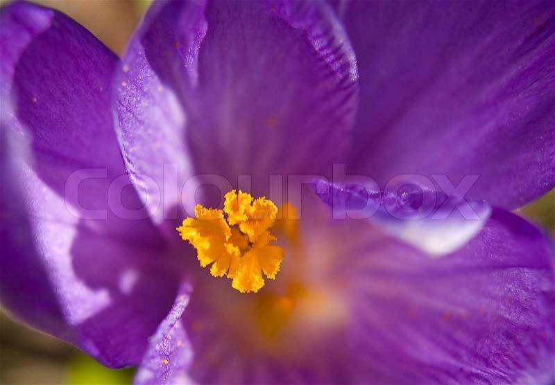 A top down macro photo of a violet crocus with a very narrow depth of field, stock photo