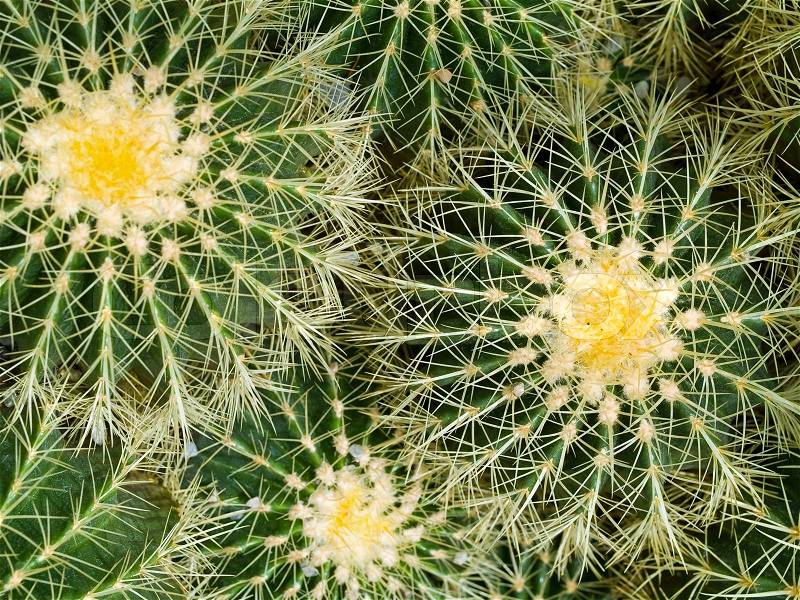 Cactus Macros with Texture Suitable for Desert Backgrounds, stock photo