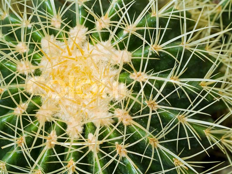 Cactus Macros with Texture Suitable for Desert Backgrounds, stock photo
