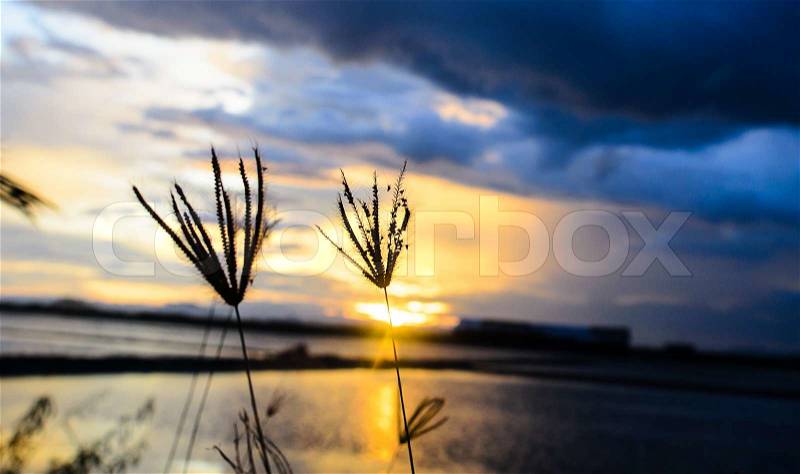 Silhouette of Grass Flowers against a Beautiful Sunset, stock photo