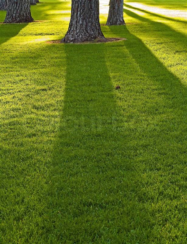 Long Shadows from Tall Trees in a Sunlit Park, stock photo