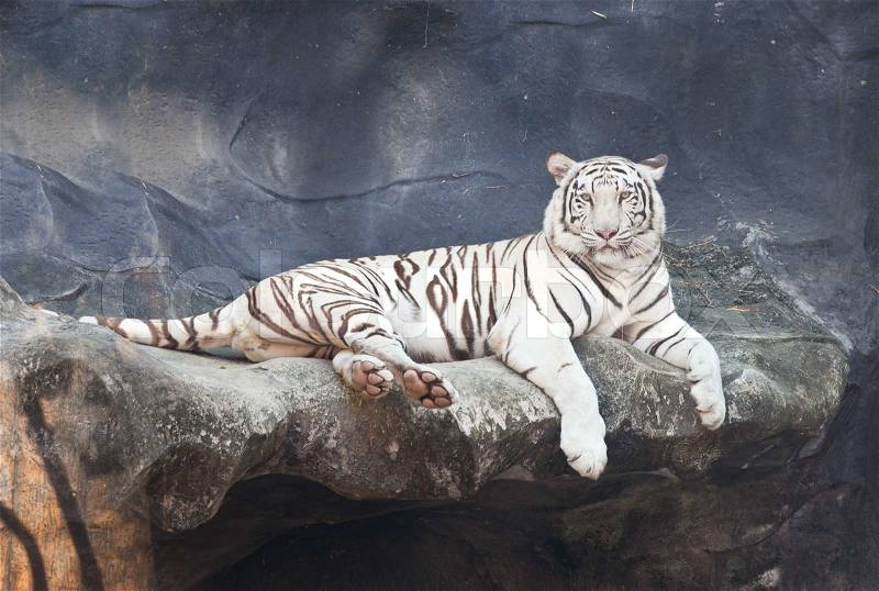 White tiger on a rock in zoo, stock photo
