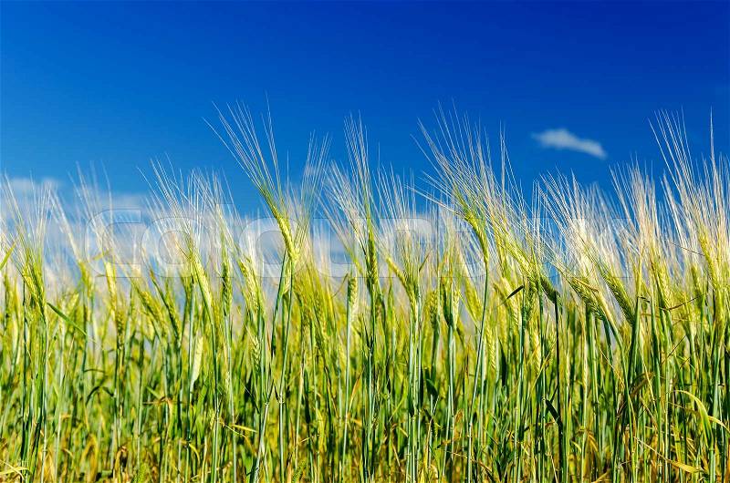 Green harvest under deep blue sky, stock photo