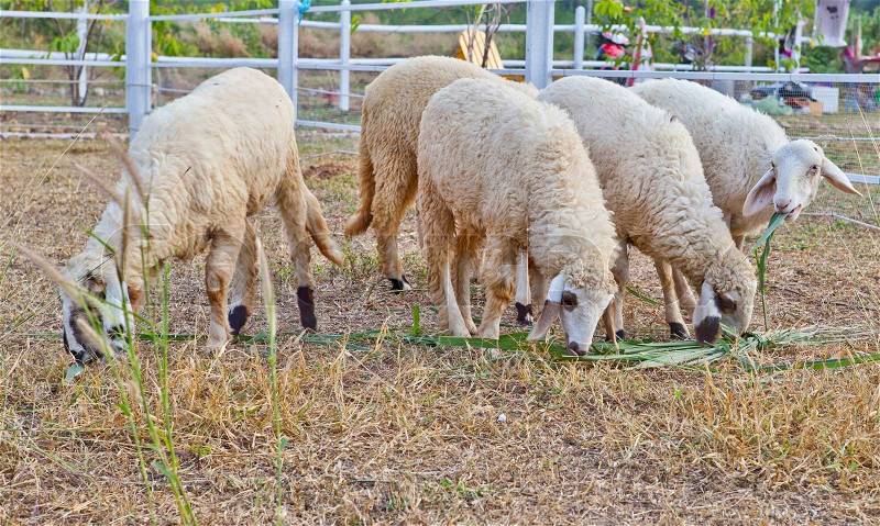 Sheep in a farm, stock photo
