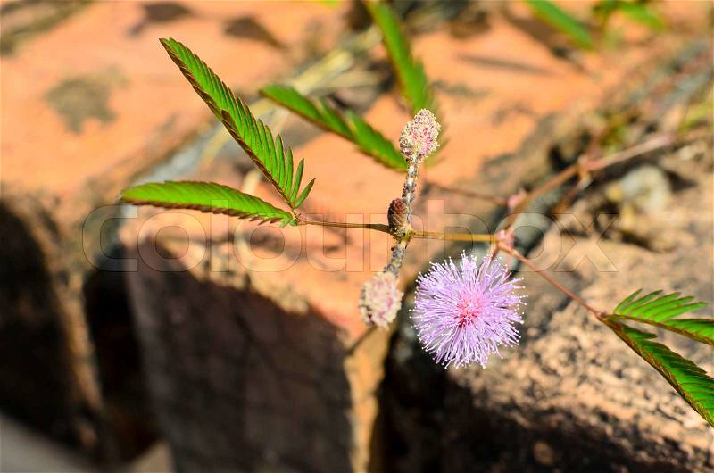 Sensitive plantmimosa pudicaflower, stock photo