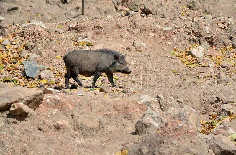 Wild boar in the wild nature, stock photo