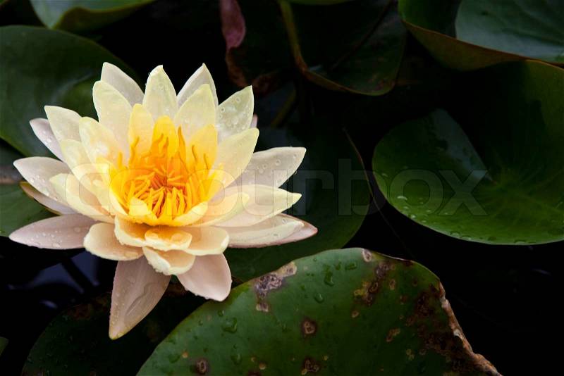 Beautiful blossom yellow lotus with yellow pollen and water drops, stock photo