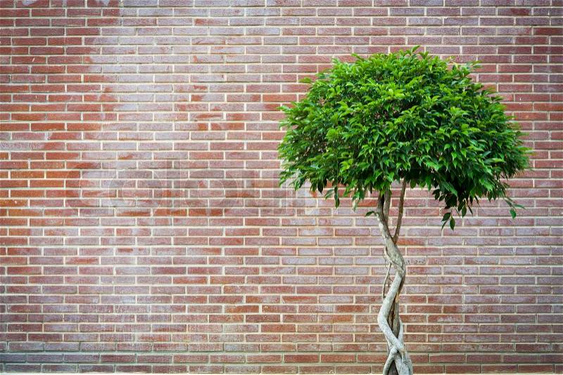 Beautiful tree with retro brick wall, stock photo