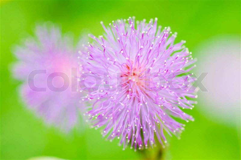 Sensitive plant flowers in the green nature, stock photo