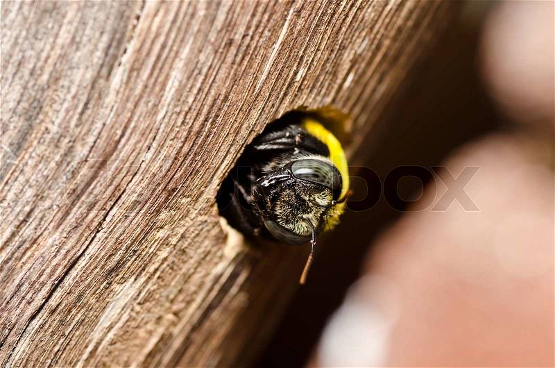 Carpenter bee in the nature, stock photo