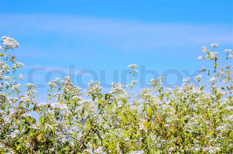 White and green meadows and blue sky, stock photo