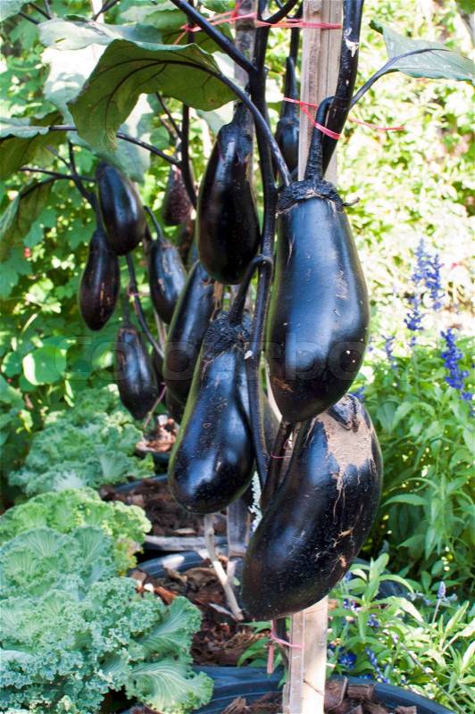 Eggplant in the garden, stock photo