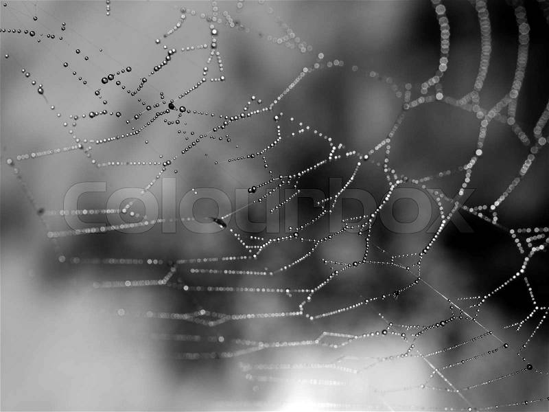 Spider Web Covered with Sparkling Dew Drops, stock photo