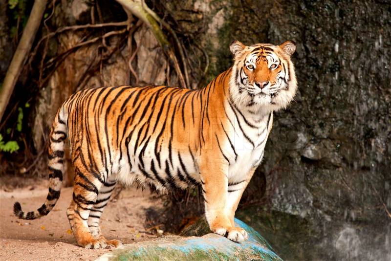 Royal Bengal tiger, stock photo