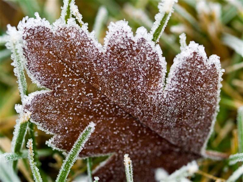 Frost Covered Leaf on Frozen Grass on an Autumn Morning, stock photo
