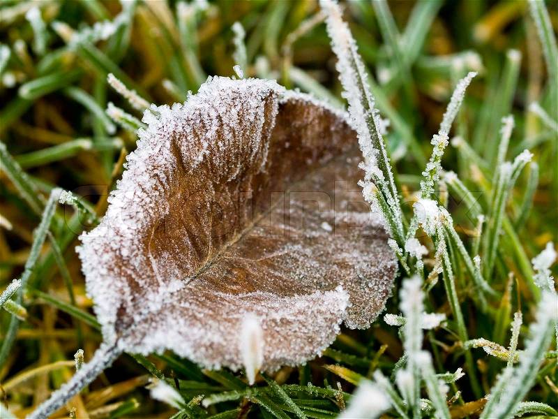 Frost Covered Leaf on Frozen Grass on an Autumn Morning, stock photo