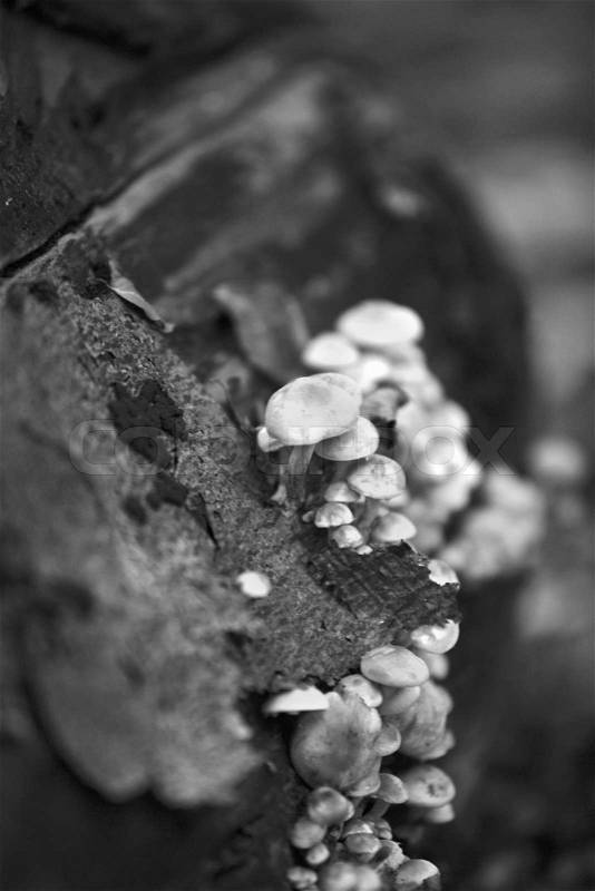 Wood fungi in black and white, stock photo