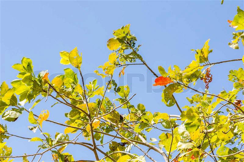 Green leaves and tree branches, stock photo