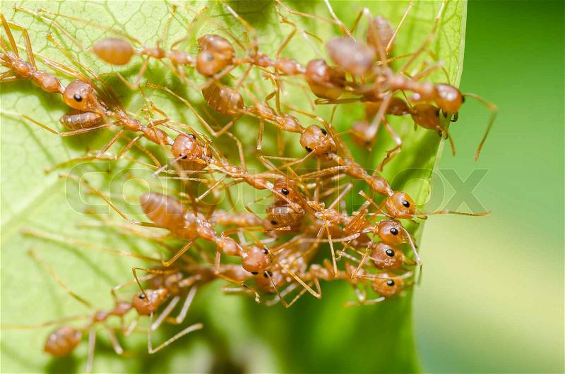 Red ant teamwork in green nature, stock photo
