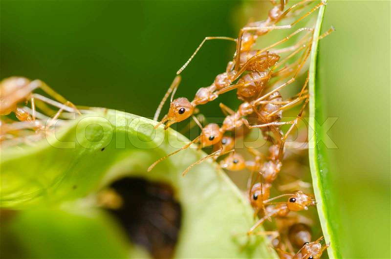 Red ant teamwork in green nature, stock photo