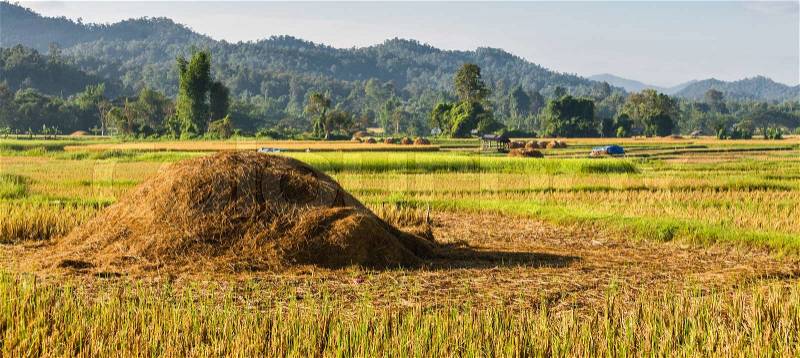 Pile of straw in rice field, stock photo