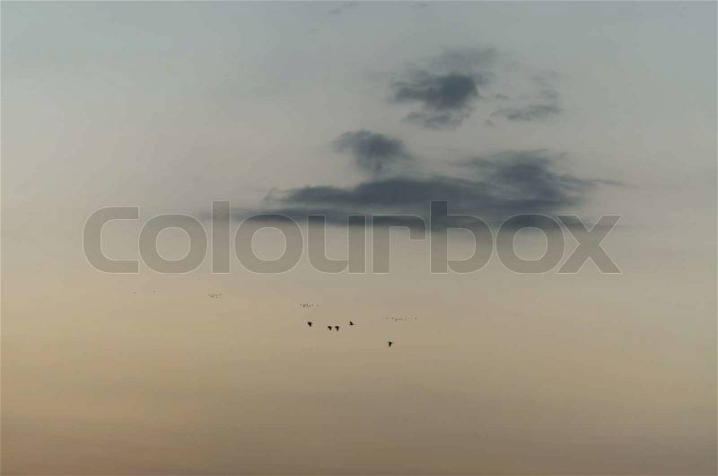 Birds and sky, stock photo