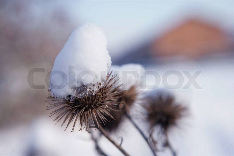 Snow-covered plants, stock photo