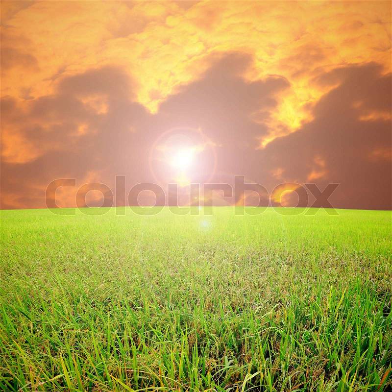 A photo of a blue sky and a green field, stock photo