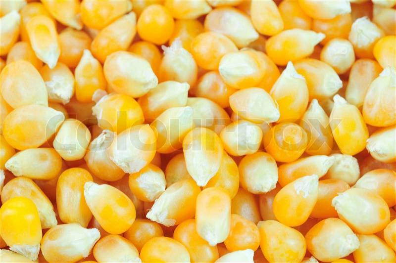Corn seeds background, stock photo