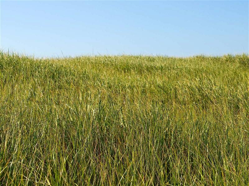 Green and Yellow Beach Grass with a Blue Clear Sky, stock photo
