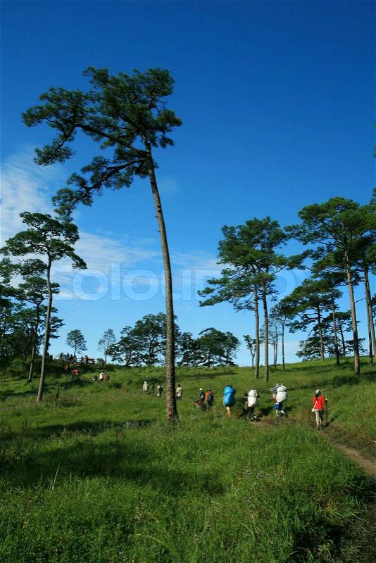 Pine Forest in the Morning, stock photo