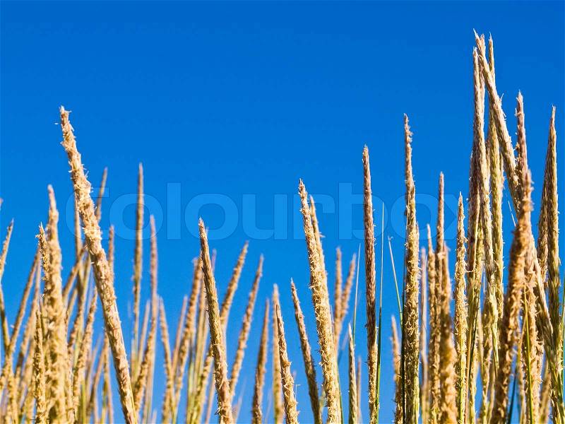 Green and Yellow Beach Grass with a Blue Clear Sky, stock photo