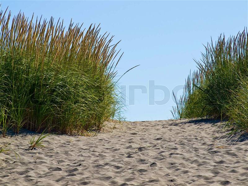 Green and Yellow Beach Grass on a Path to the Ocean on a Clear and Sunny Day, stock photo