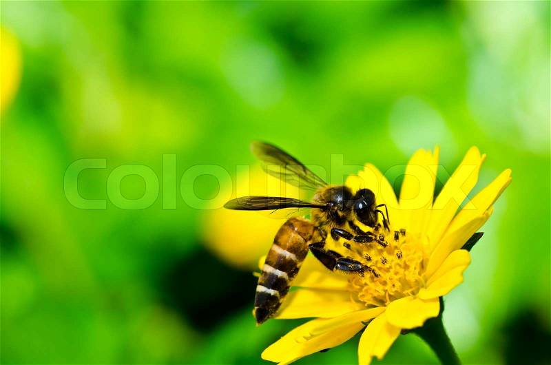 Bee and yellow flower in green nature, stock photo