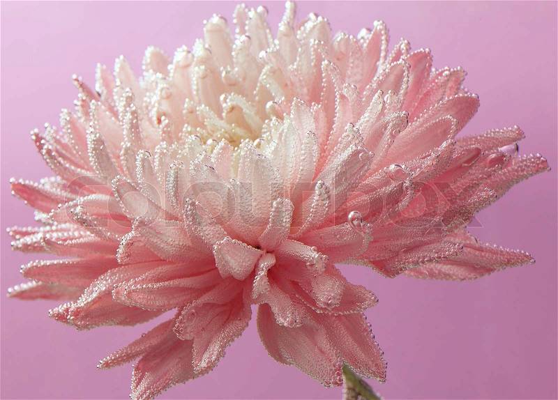 Chrysanthemum under water with air drops background, stock photo