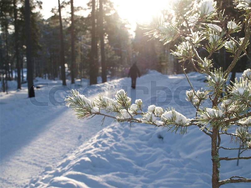 Spruce tree with lumps of snow, path through forest and sunlight in background, stock photo