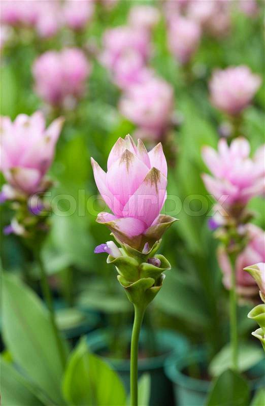 Pink field of Siam tulip, stock photo