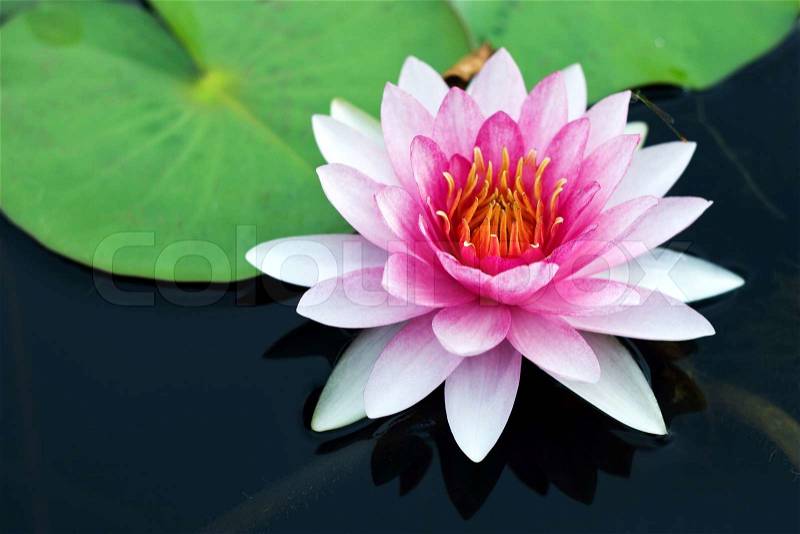 Red Water Lily, stock photo