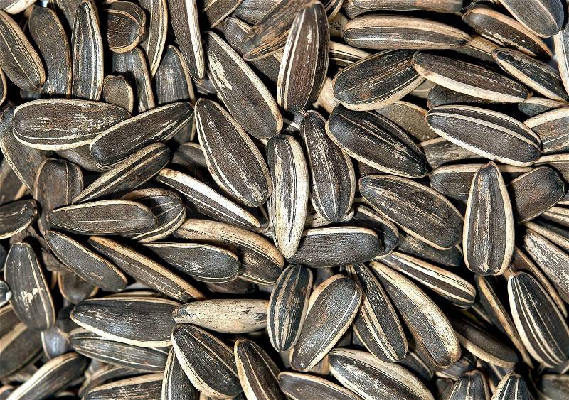 The Closeup of Sunflower seed background, stock photo