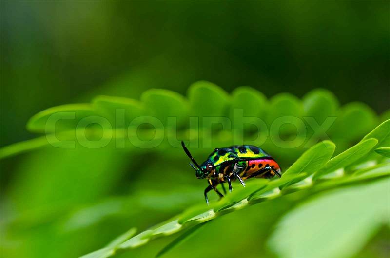 Jewel beetle in green nature, stock photo
