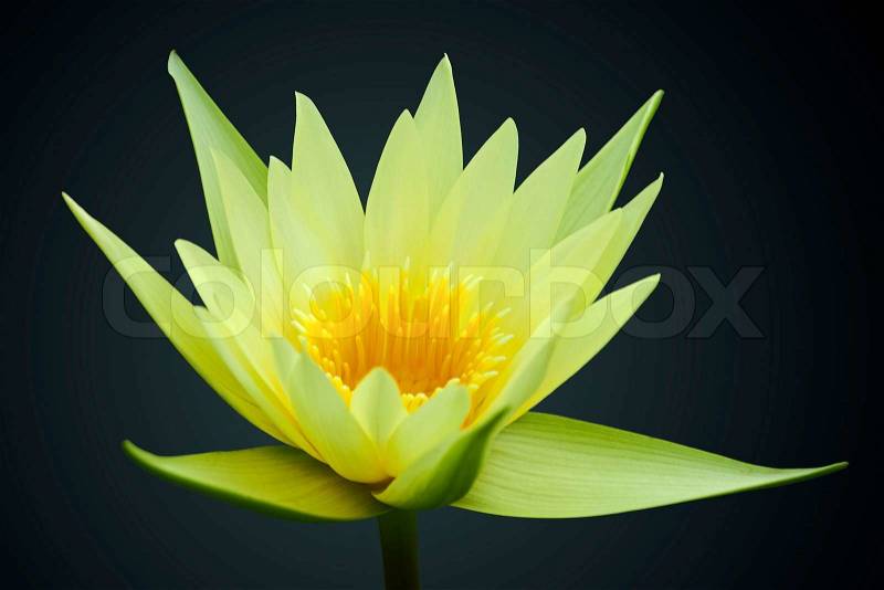 Yellow water lily isolated on black background, stock photo