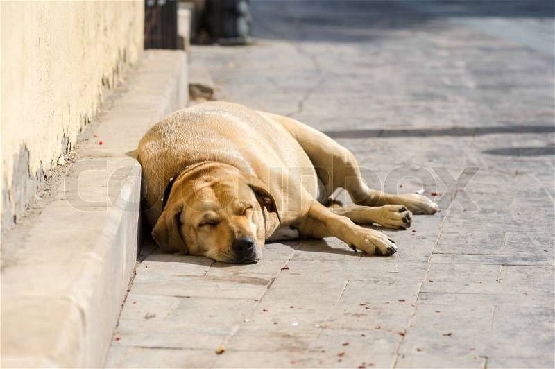 A big pregnant dog sleeping on the street, stock photo