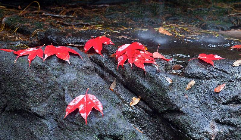 Red maple leaf during fall, stock photo
