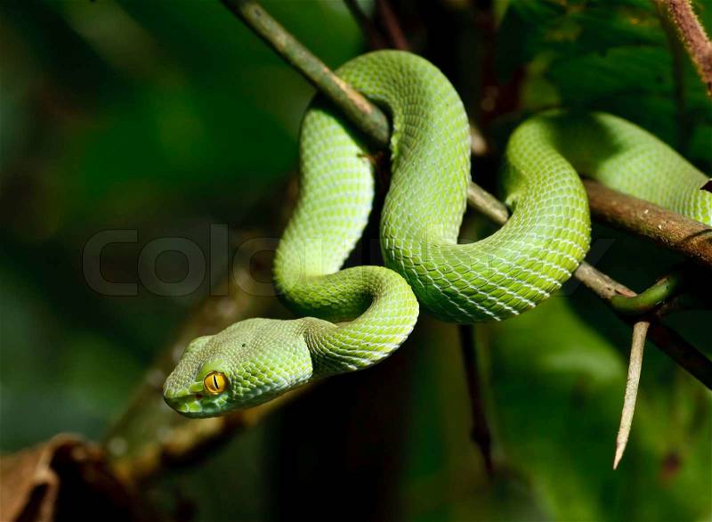 Green snake in rain forest, Thailand, stock photo